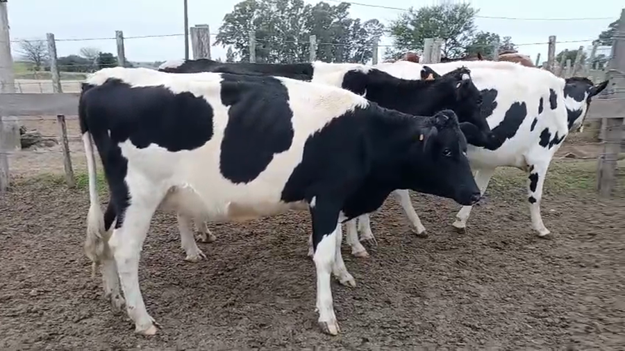 Lote 3 Vaca a remate en Pantalla Especial de Otoño 450kg - , San José