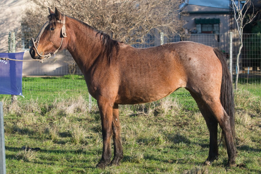 Lote MORENITA DEL CENCERRO