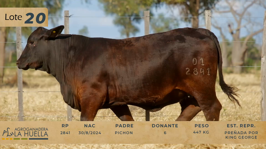 Lote LOTE 20