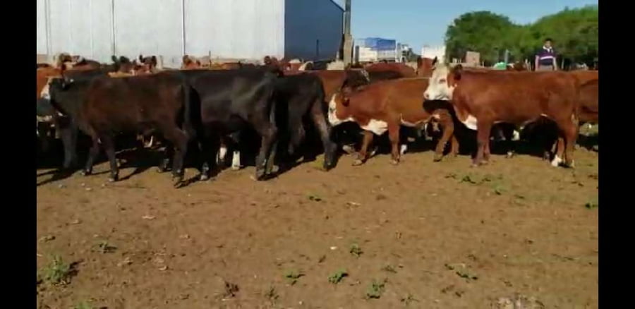 Lote 65 Terneros/as en Villaguay, Entre Ríos