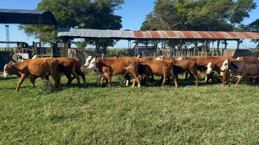Lote 100 Terneros en Corrientes, Bella Vista