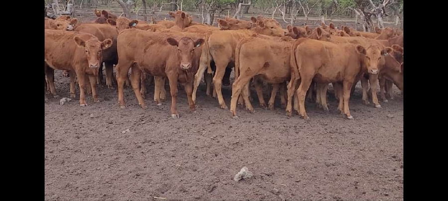Lote 30 Terneras en Villaguay, Entre Ríos