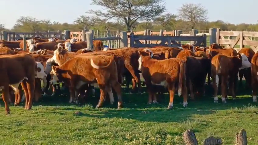Lote 60 Terneros/as en Corrientes, Perugorría