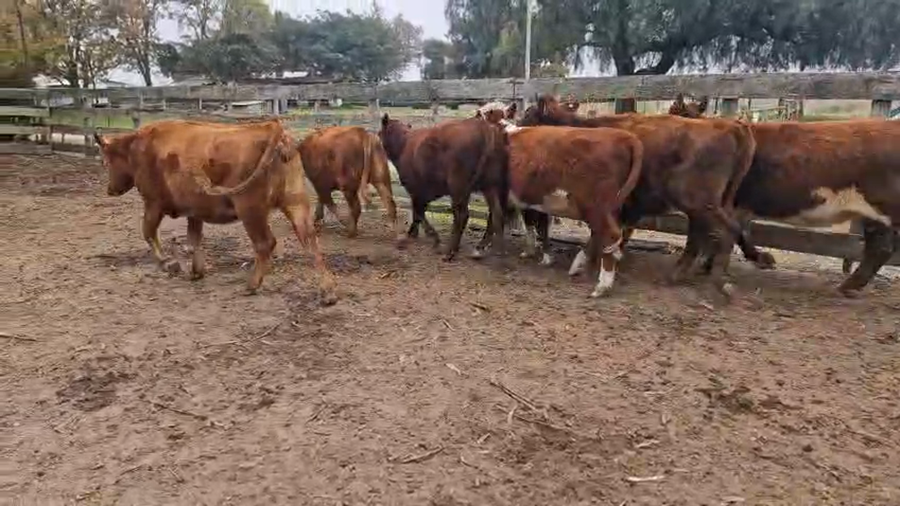 Lote 13 Vaquillonas  a remate en Pantalla Especial de Otoño, San José