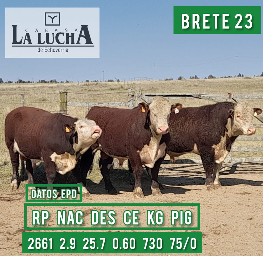 Lote TOROS POLLED HEREFORD PI