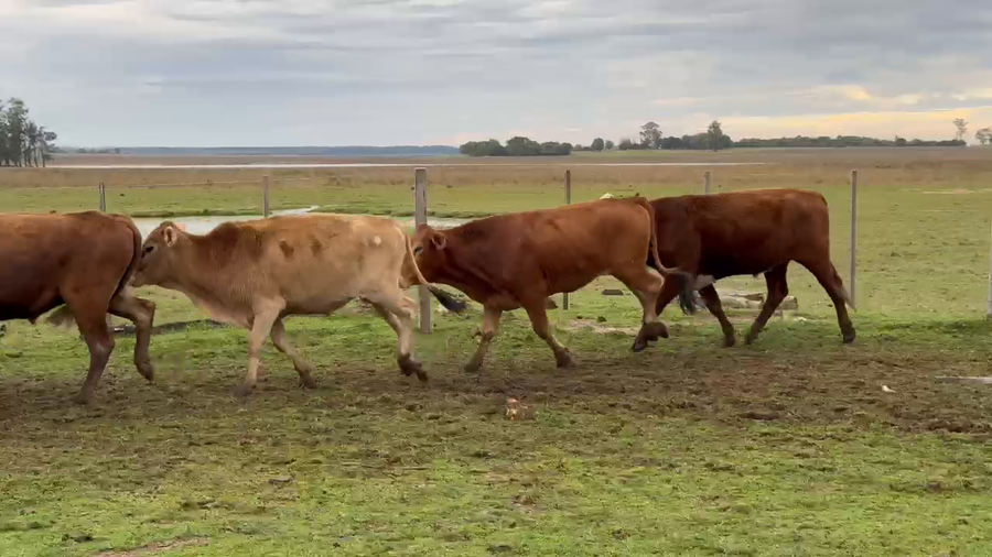 Lote 100 Novillos en Corrientes, Paso de Los Libres