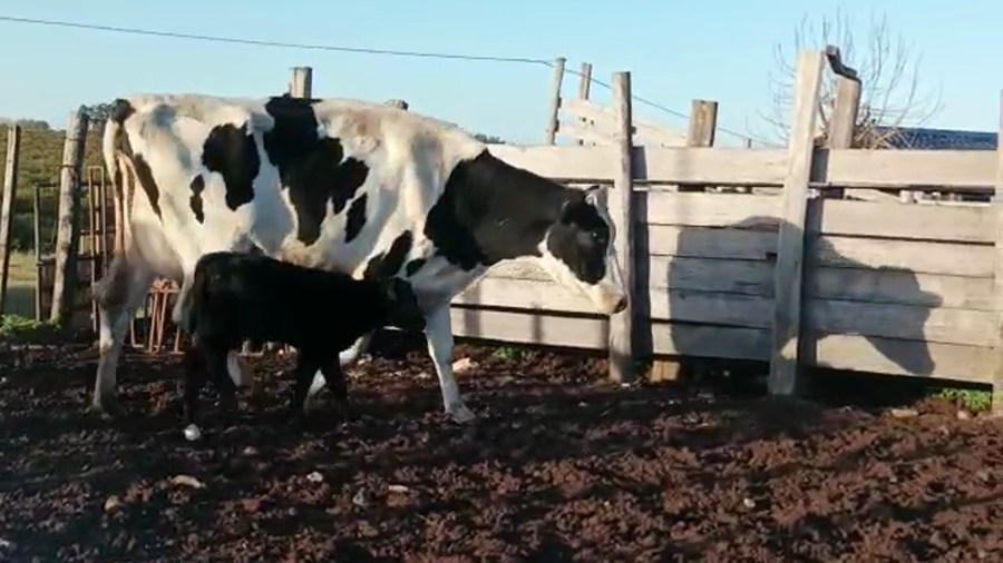 Lote 2 Piezas de cría HOLANDO a remate en 4to remate ENTRE MARTILLOS, San José