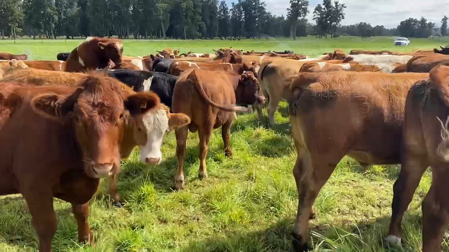 Lote 50 Novillo Engorda en Paillaco, XIV Región Los Ríos