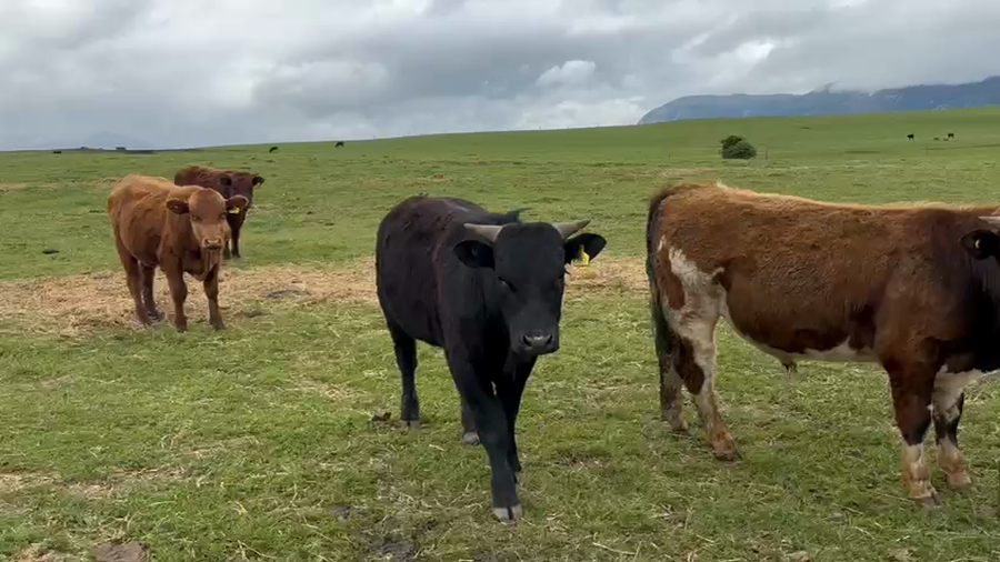 Lote 60 Ternero en Coyhaique, XI Región Aysén