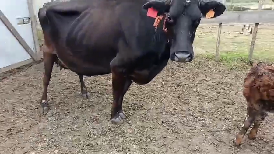 Lote Vaca a remate en Pantalla Especial de Otoño 500kg - , San José