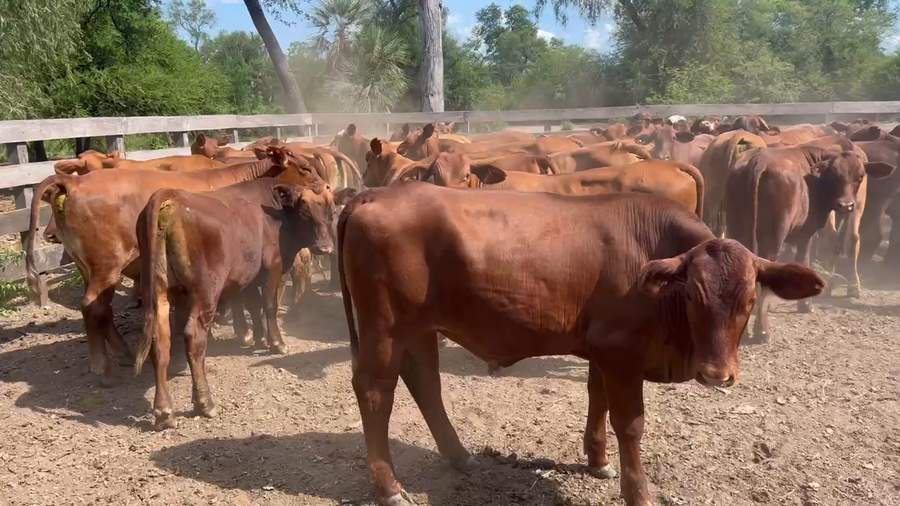 Lote 87 Novillos en Juan José Castelli, Chaco