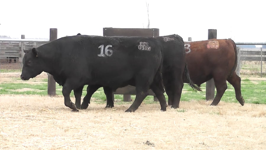 Lote TOROS ANGUS PC