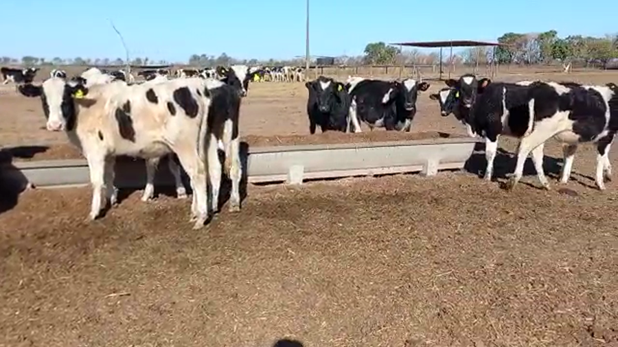 Lote 15 Novillitos Holando Argentino en Seeber, Córdoba
