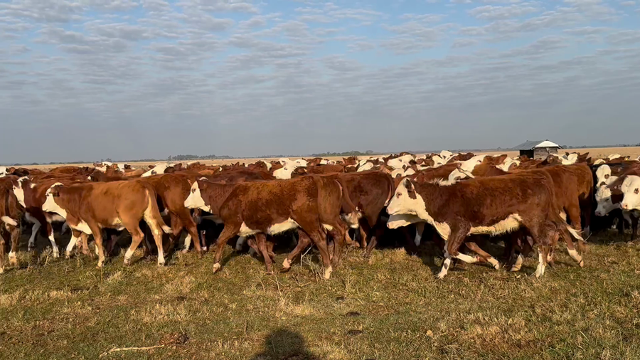 Lote 178 Terneras