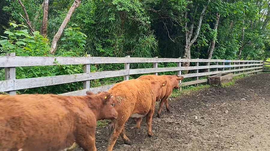 Lote 55 Novillo Engorda en Futrono, XIV Región Los Ríos