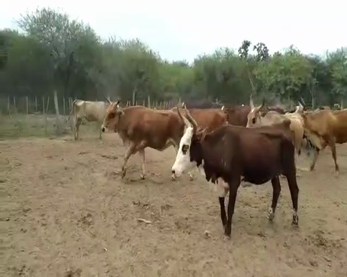 Lote 25 Vacas de invernar en Suncho Corral, Santiago del Estero