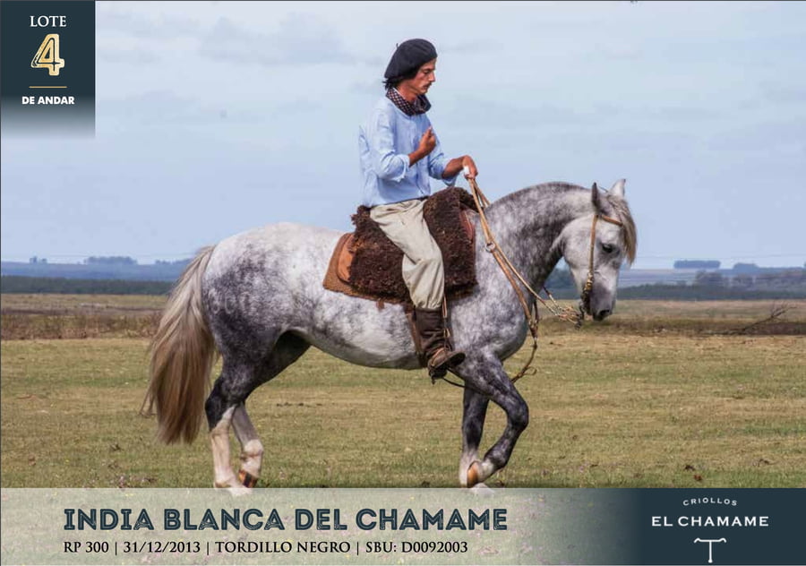 Lote INDIA BLANCA DEL CHAMAME
