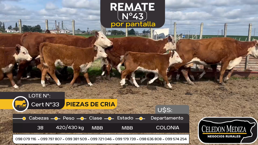 Lote 38 Piezas de cría en Otra Localidad, Colonia