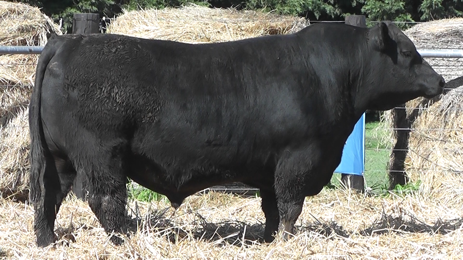 Lote TOROS A. ANGUS PURO PEDIGREE