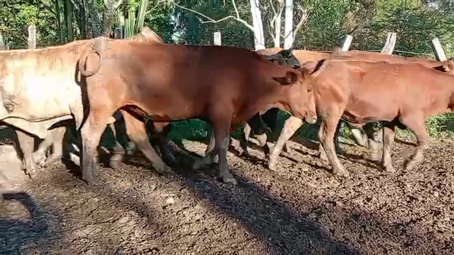 Lote 250 Novillos en Corrientes, Santo Tomé