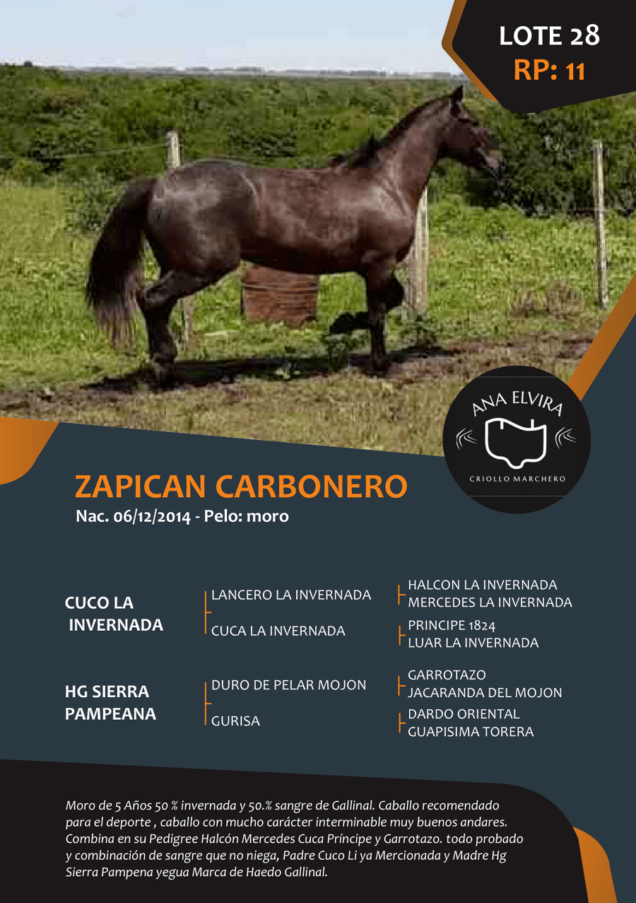 Lote RP 11 - ZAPICAN CARBONERO