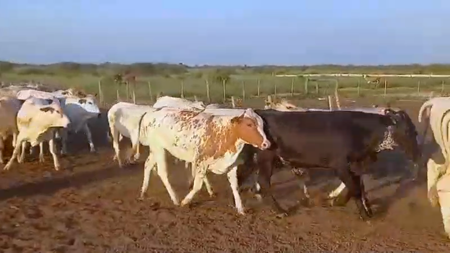 Lote 70 Novillos en J.J. Castelli, Chaco