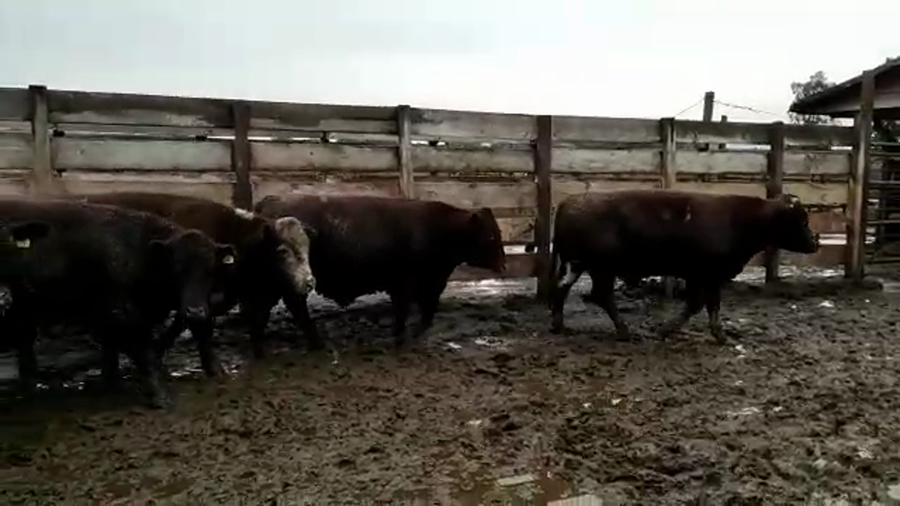 Lote 20 Novillo Gordo en Los Ángeles, VIII Región Biobío