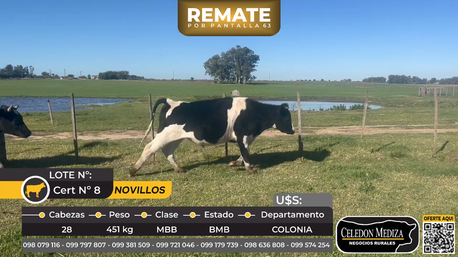 Lote 28 Novillos en Tarariras, Colonia