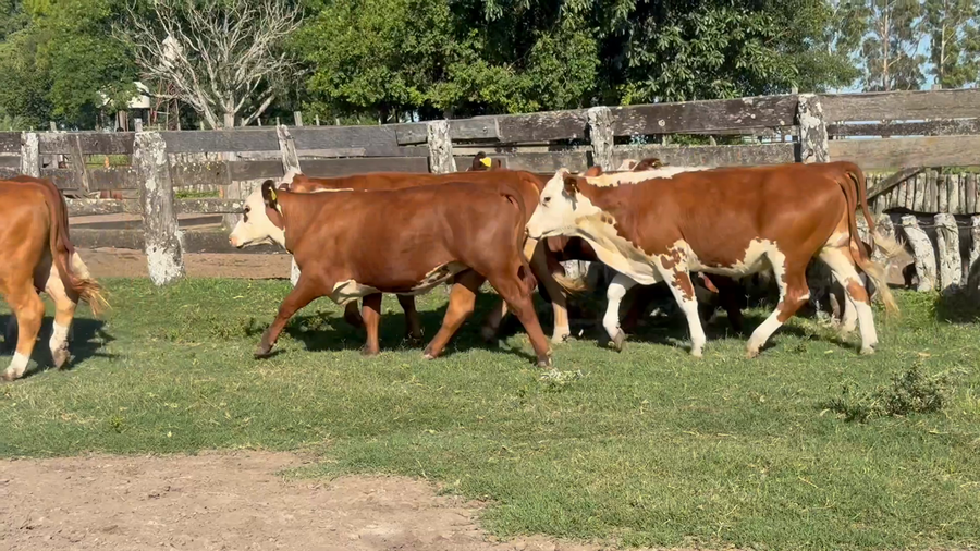 Lote 100 Novillitos en Corrientes, Monte Caseros