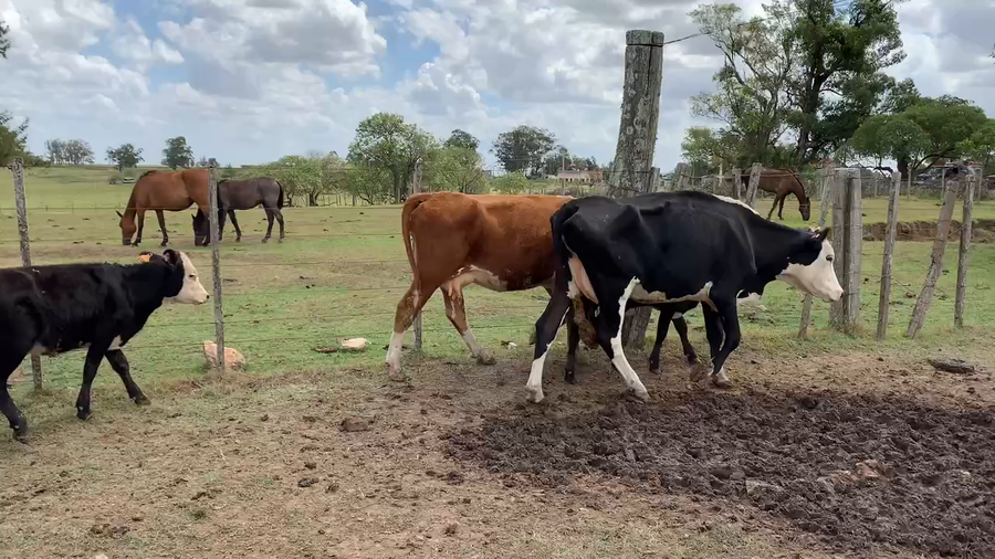 Lote 100 Piezas de cría en Tupambaé, Cerro Largo