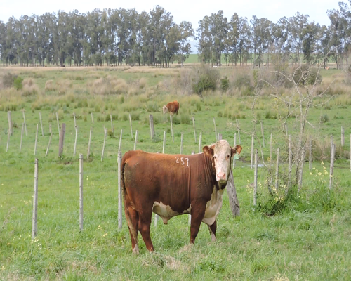 Lote RP 257 - CABAÑA EL TORIL