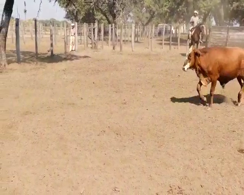 Lote 70 Novillitos en Gancedo, Chaco