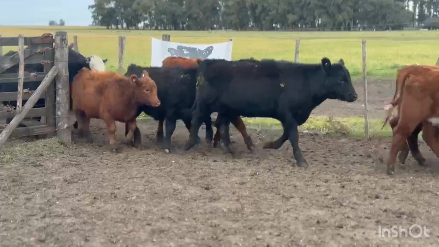 Lote 60 Terneras