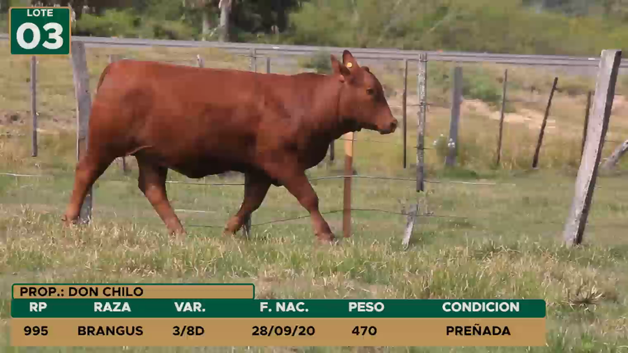 Lote HEMBRAS LOTE 3