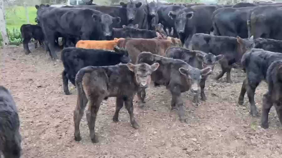 Lote 65 Terneros en San Vicente, Buenos Aires