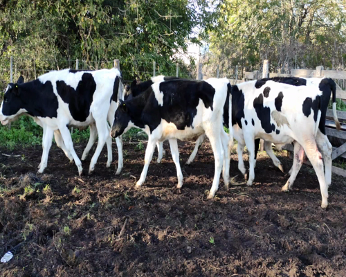 Lote 9 Terneros en Brandsen, Buenos Aires