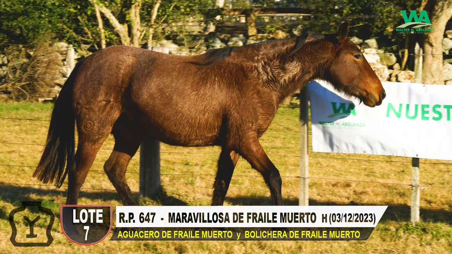 Lote MARAVILLOSA DE FRAILE MUERTO