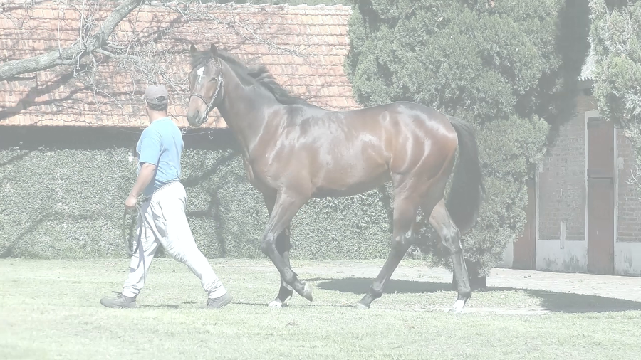 Lote COSTELLO (SIXTIES SONG - CIENCIA OCULTA)