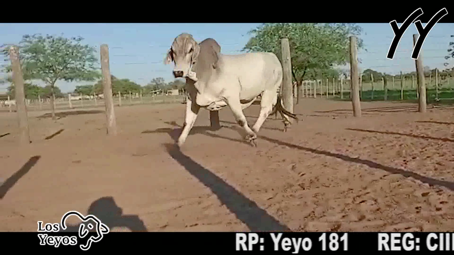 Lote TORO BRAHMAN