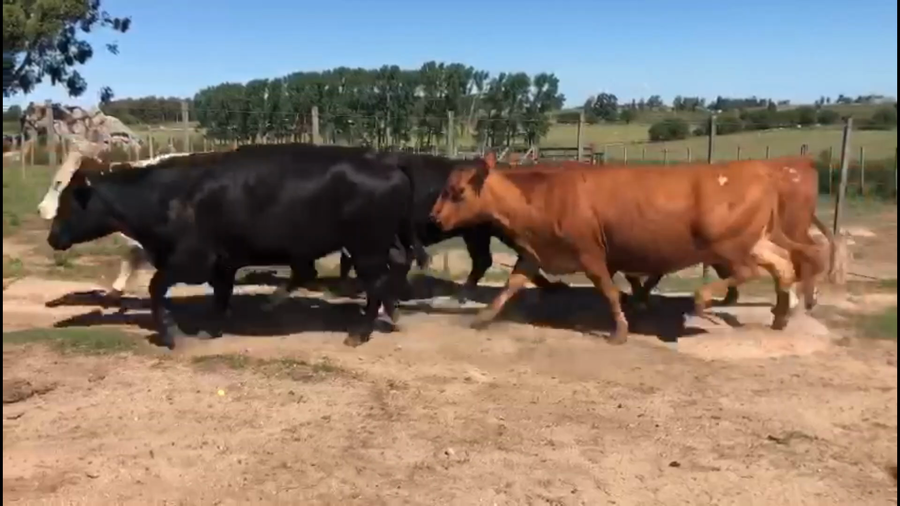 Lote 47 Vacas de Invernada en Florida