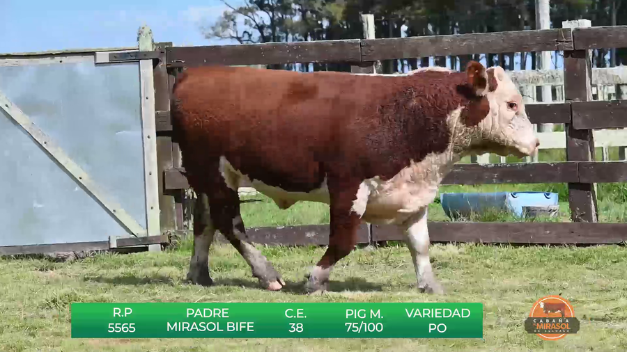 Lote TOROS P.O DE 2 AÑOS