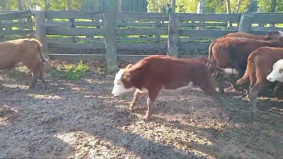 Lote 32 Terneros/as en Corrientes, Paso de Los Libres