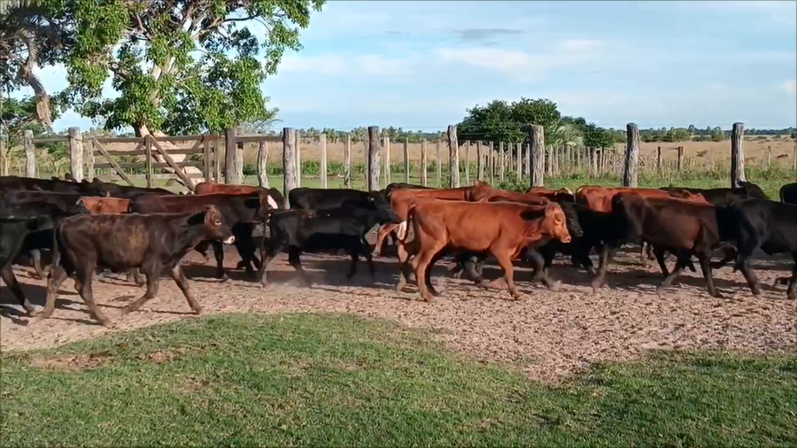 Lote 130 Terneros en Corrientes, San Luis del Palmar
