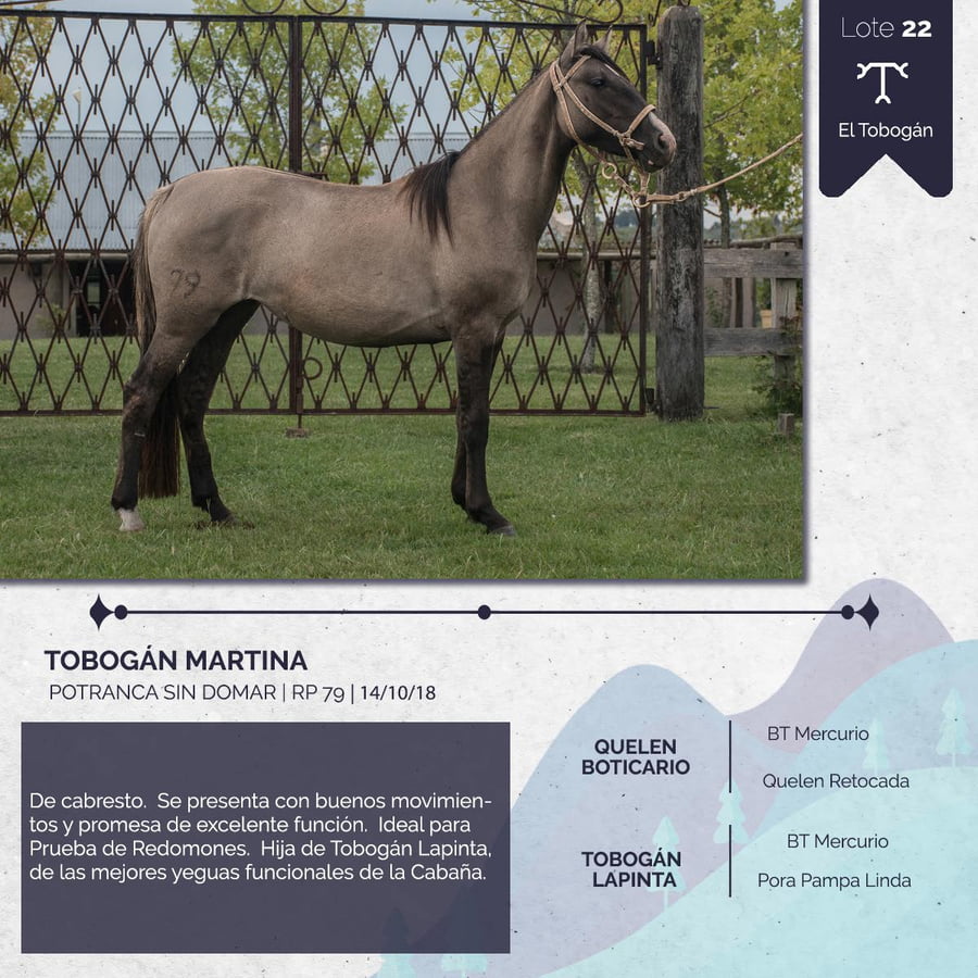 Lote TOBOGAN MARTINA