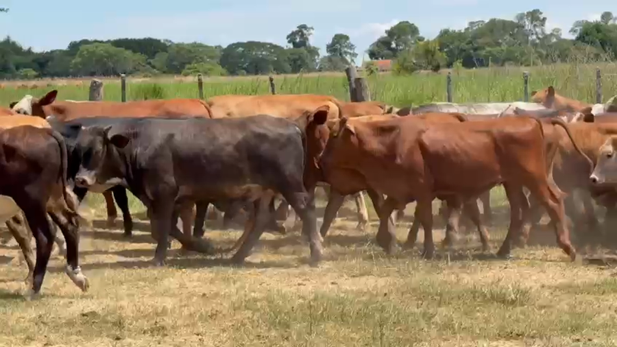 Lote 80 Terneros en Corrientes, San Miguel