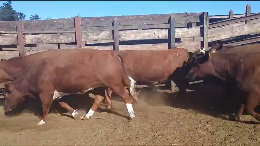 Lote 20 Vaquilla Gorda en Los Ángeles, VIII Región Biobío