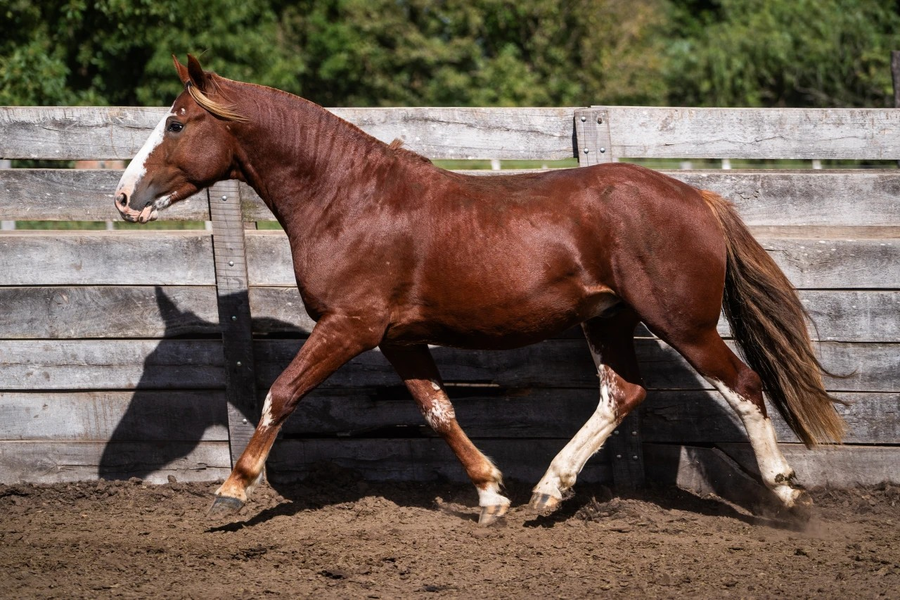 Lote MENTADO EL FASTO
