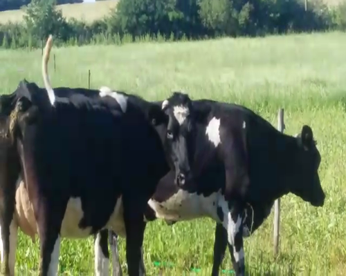 Lote 2 Vientres Holando KIWI - HO en RUTA 1 KM 85