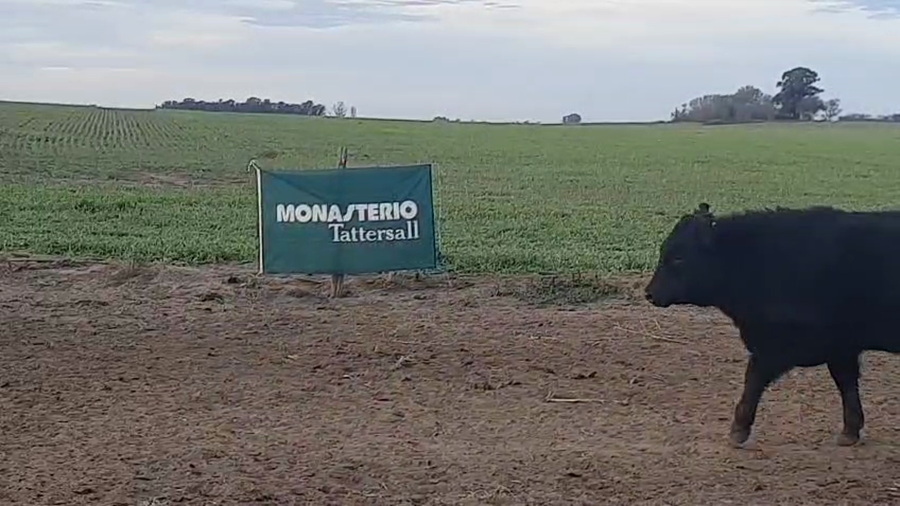 Lote 40 Terneros/as en Pellegrini