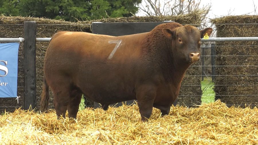 Lote TOROS ANGUS PURO CONTROLADO